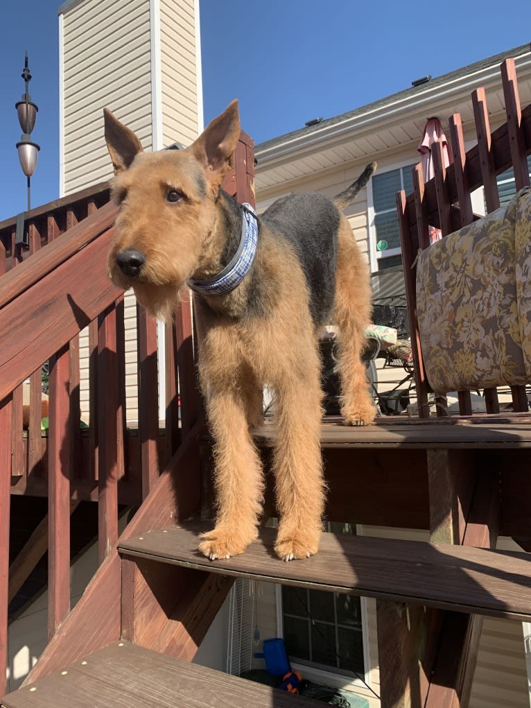 Ares, an Airedale Terrier tested with EmbarkVet.com