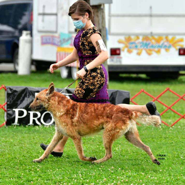 Flaxfield's Lipstick On Your Collar, a Belgian Shepherd tested with EmbarkVet.com