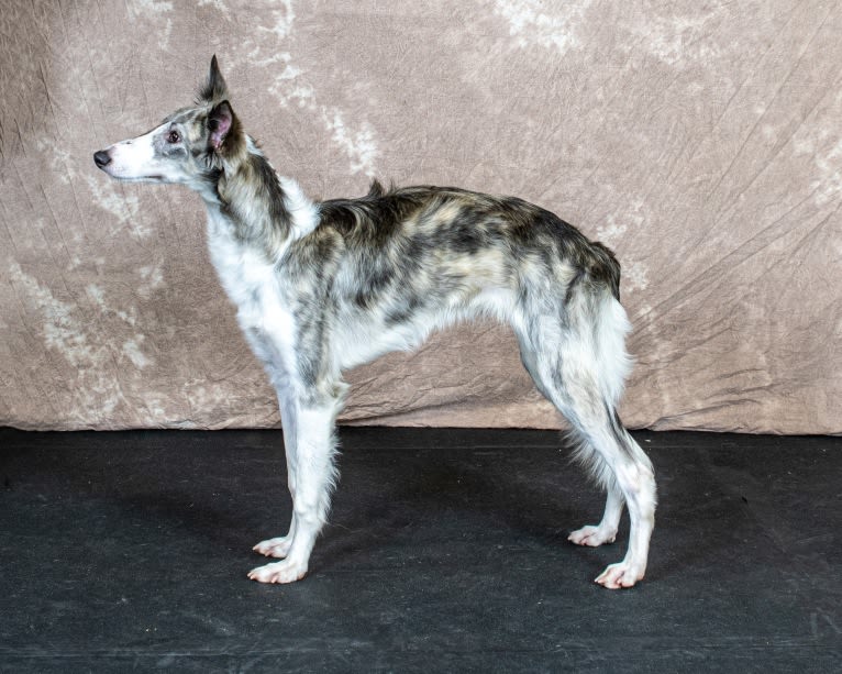 Twig, a Silken Windhound tested with EmbarkVet.com