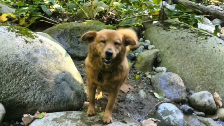 Sunny, a Chow Chow and Australian Cattle Dog mix tested with EmbarkVet.com