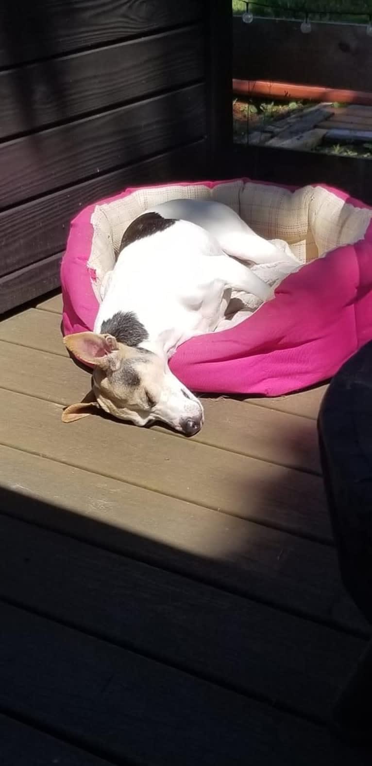 Lizzie, a Russell-type Terrier and Toy Fox Terrier mix tested with EmbarkVet.com