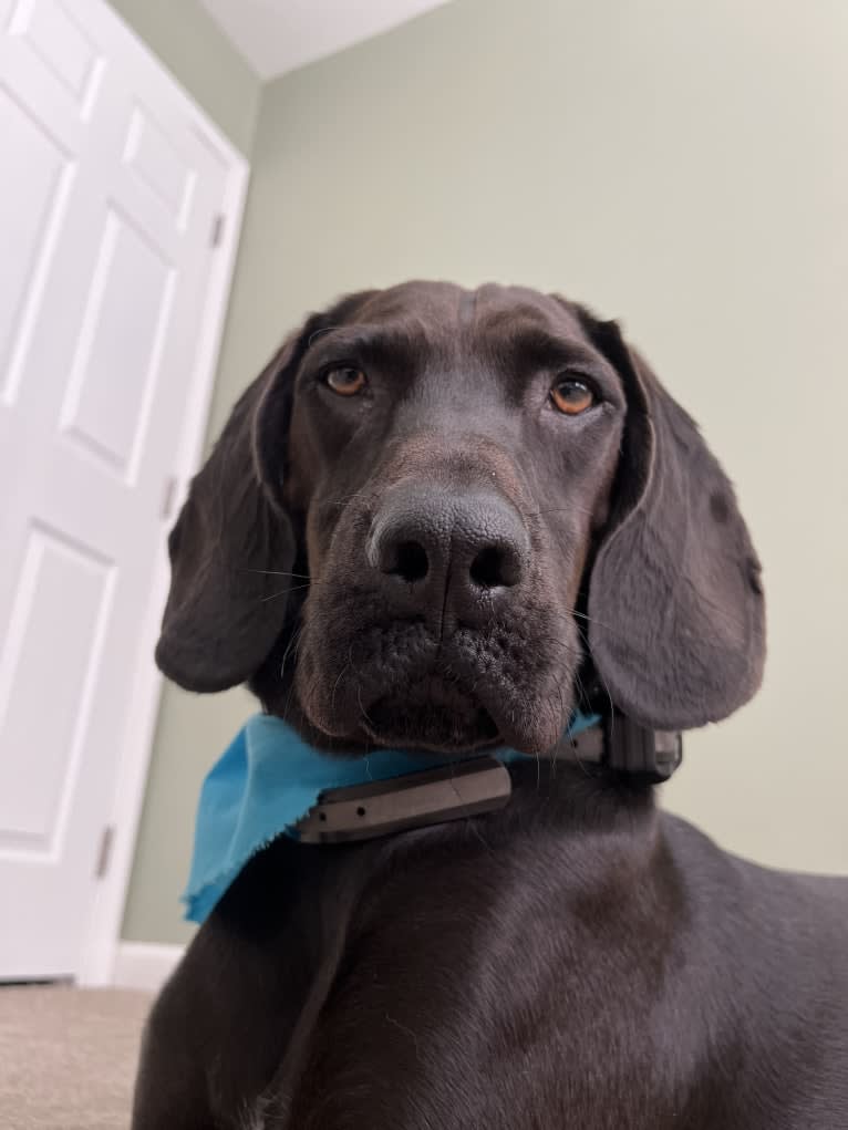 Moose, a Boykin Spaniel and Redbone Coonhound mix tested with EmbarkVet.com