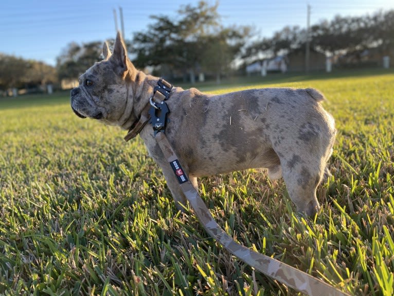 George, a French Bulldog tested with EmbarkVet.com