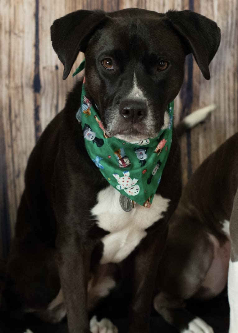 Wilson Xavier, a Boxer and Labrador Retriever mix tested with EmbarkVet.com