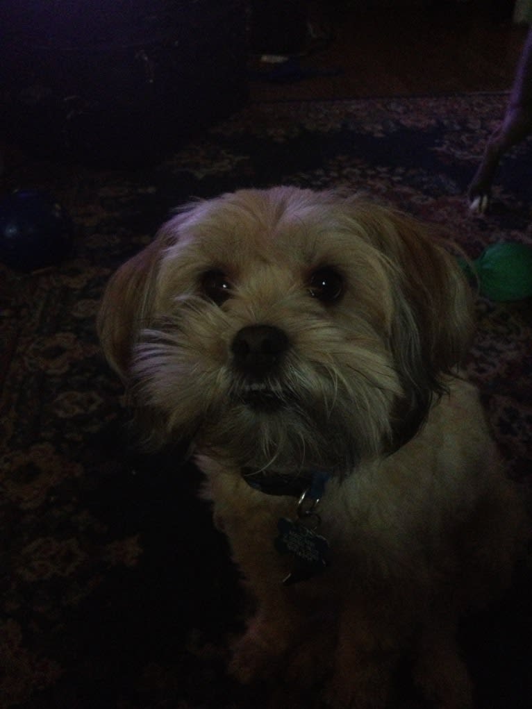 Roscoe, a Rat Terrier and Lhasa Apso mix tested with EmbarkVet.com