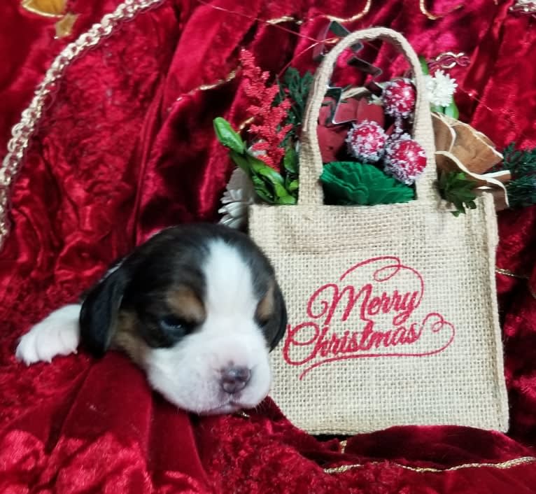 Fredo, a Beagle tested with EmbarkVet.com