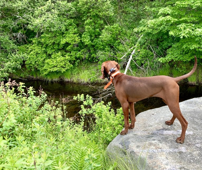 Piper, a Redbone Coonhound tested with EmbarkVet.com