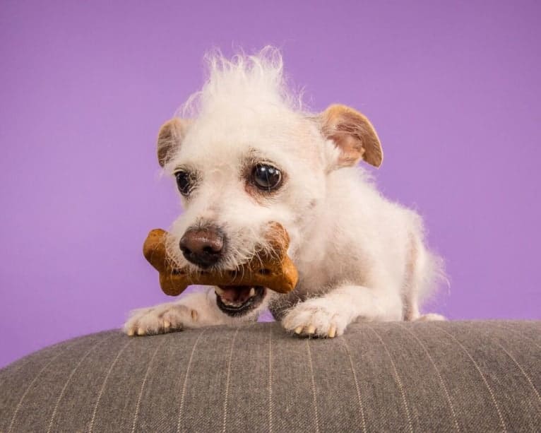 Coleen, a Rat Terrier and Poodle (Small) mix tested with EmbarkVet.com