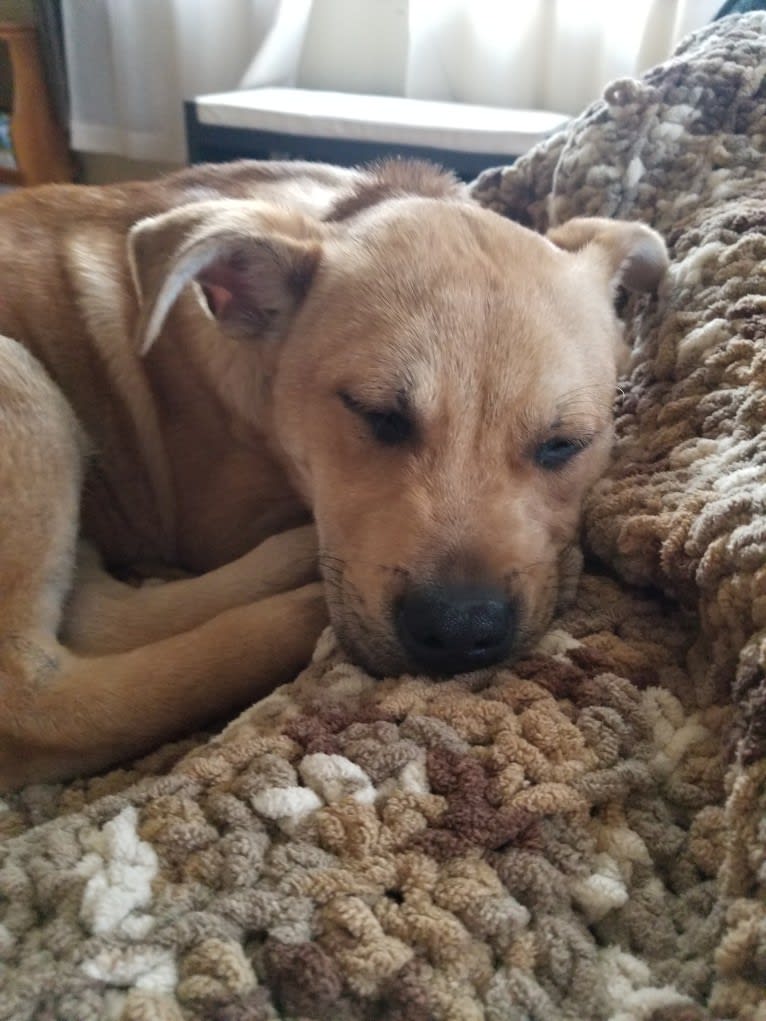 Renji, an American Pit Bull Terrier and Labrador Retriever mix tested with EmbarkVet.com