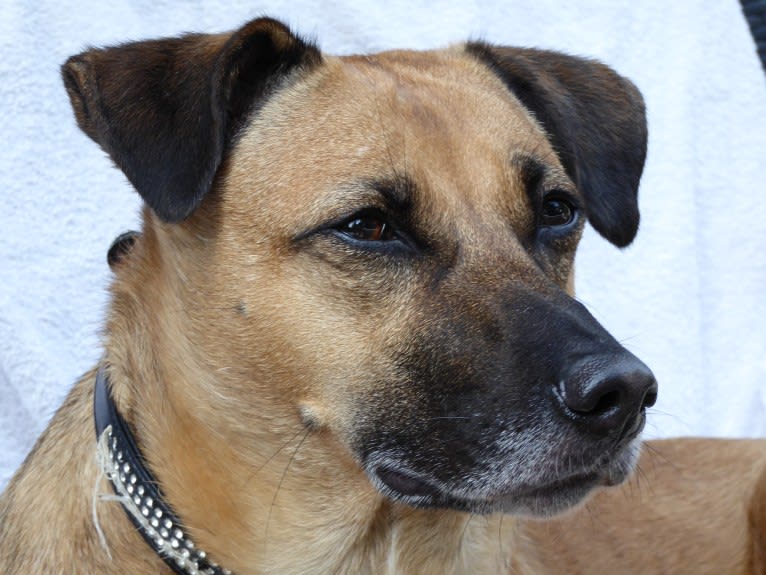 NANDI, an Indian Indigenous Dog tested with EmbarkVet.com