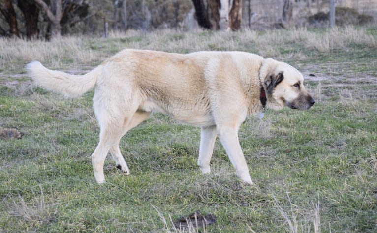 Pasha, an Anatolian Shepherd Dog tested with EmbarkVet.com