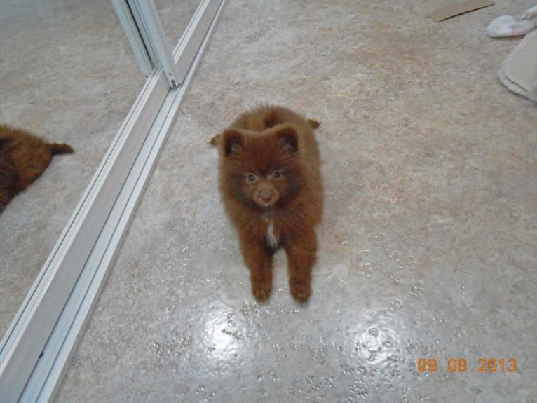 Brownie, a Pomeranian tested with EmbarkVet.com