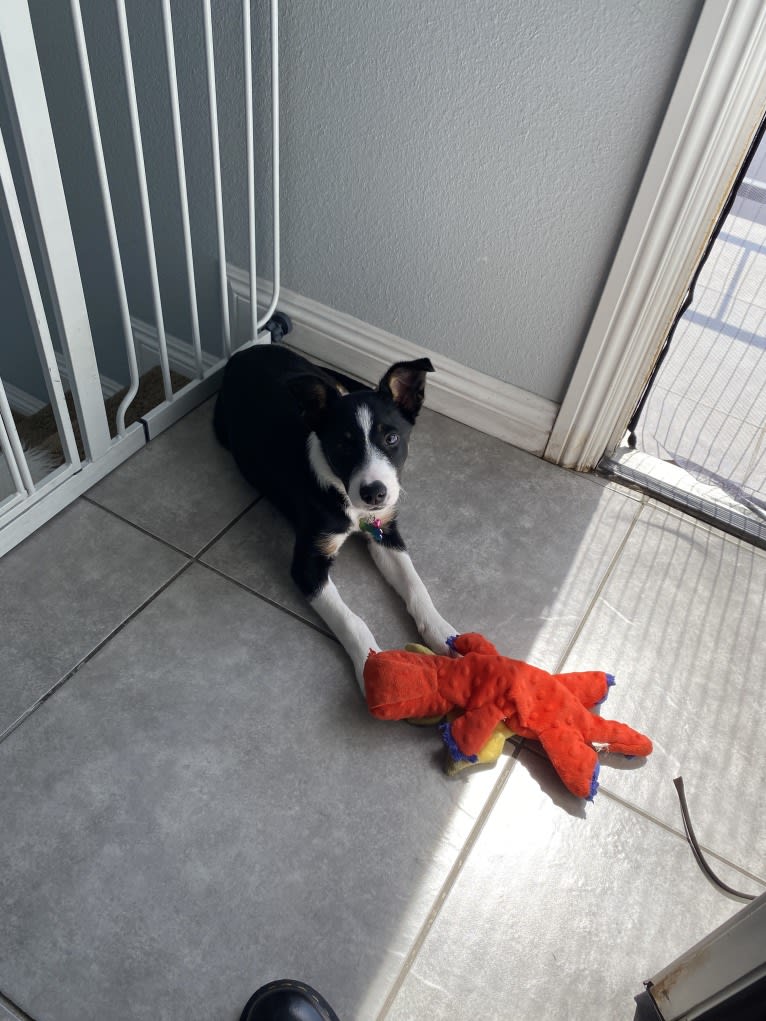 Laika, a Border Collie and Australian Cattle Dog mix tested with EmbarkVet.com