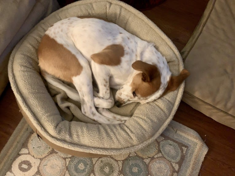 Buddy, an American Pit Bull Terrier and Labrador Retriever mix tested with EmbarkVet.com