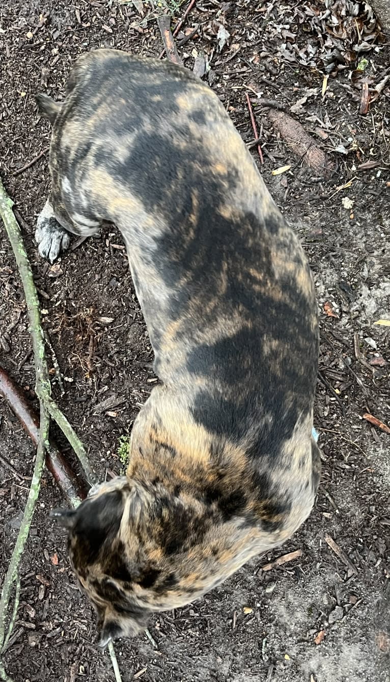 Oreo, a Bulldog and Boxer mix tested with EmbarkVet.com