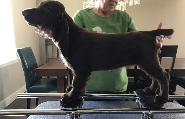 Sylvie, a Field Spaniel tested with EmbarkVet.com