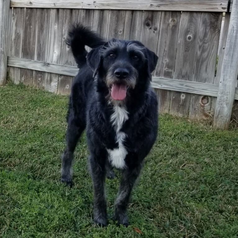 Laszlo, a Greater Swiss Mountain Dog and Poodle (Standard) mix tested with EmbarkVet.com