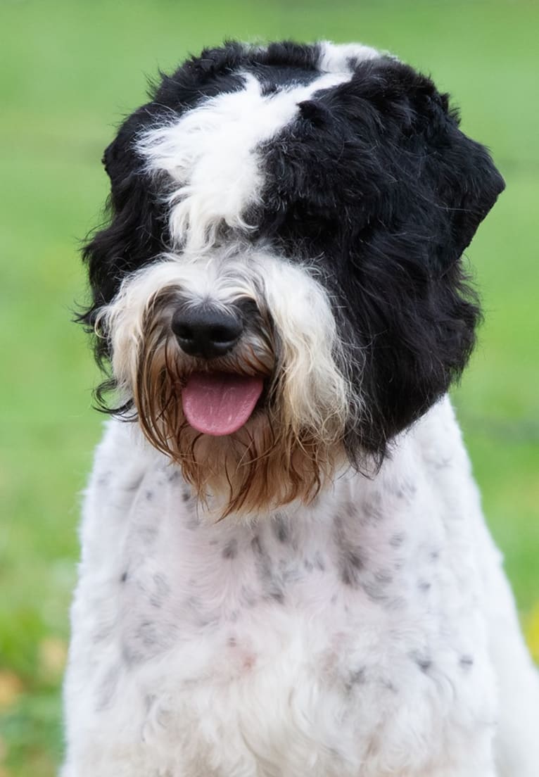 Leevi, a Lagotto Romagnolo and Portuguese Water Dog mix tested with EmbarkVet.com