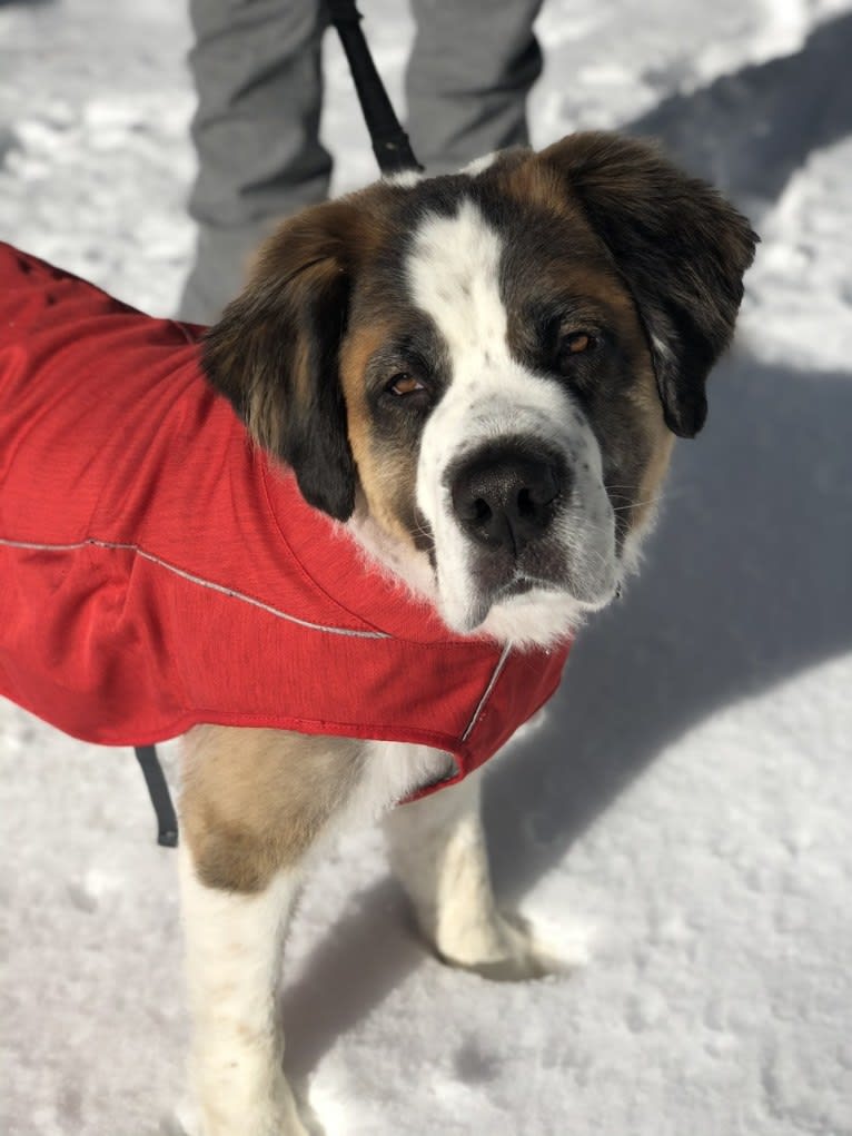 Bear, a Saint Bernard tested with EmbarkVet.com