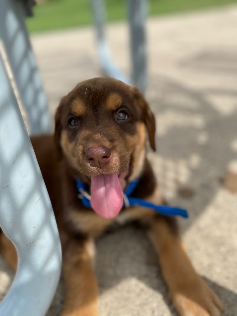 Trooper, a Bloodhound and Labrador Retriever mix tested with EmbarkVet.com