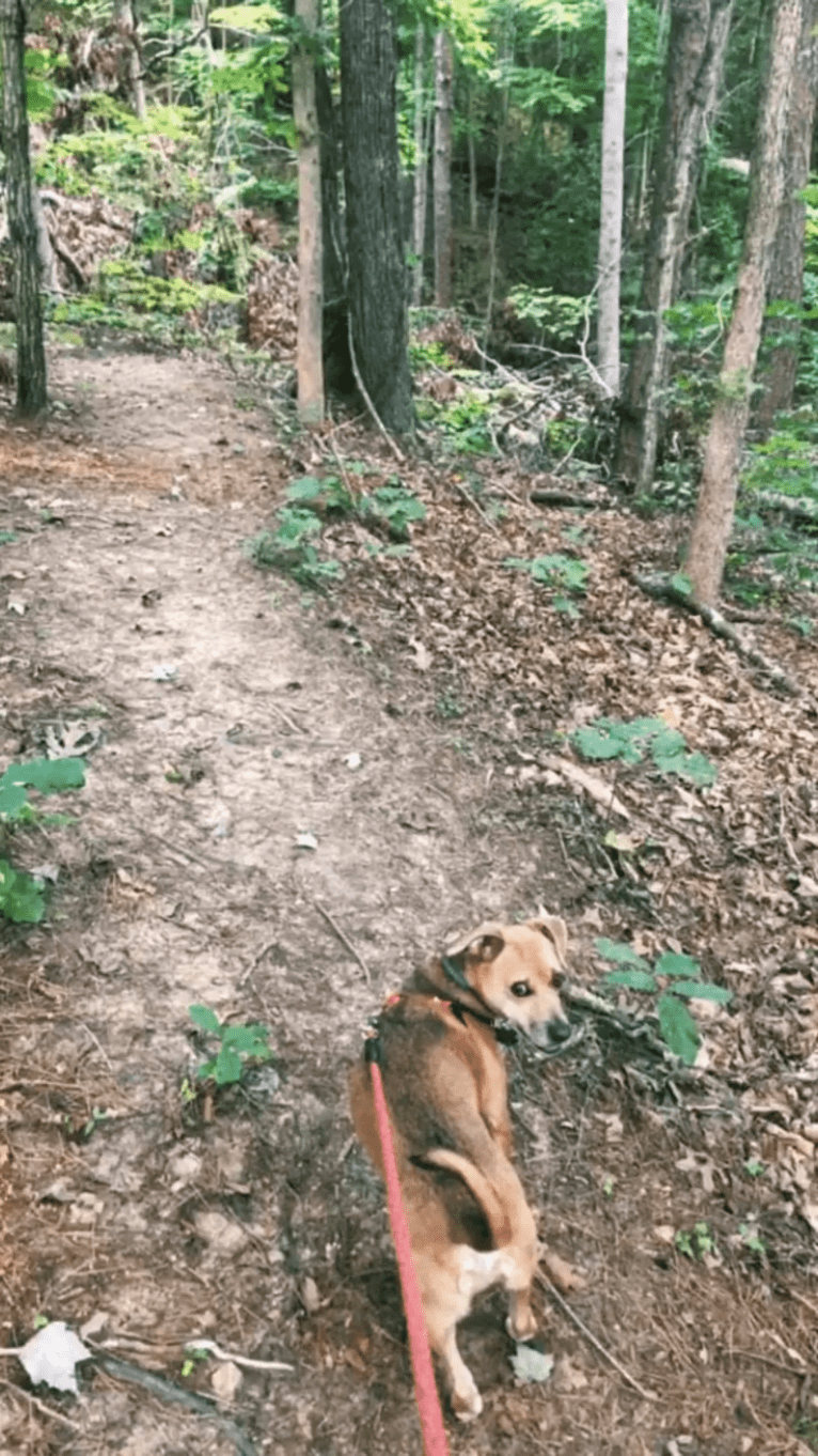 Buster, a Chihuahua and Russell-type Terrier mix tested with EmbarkVet.com