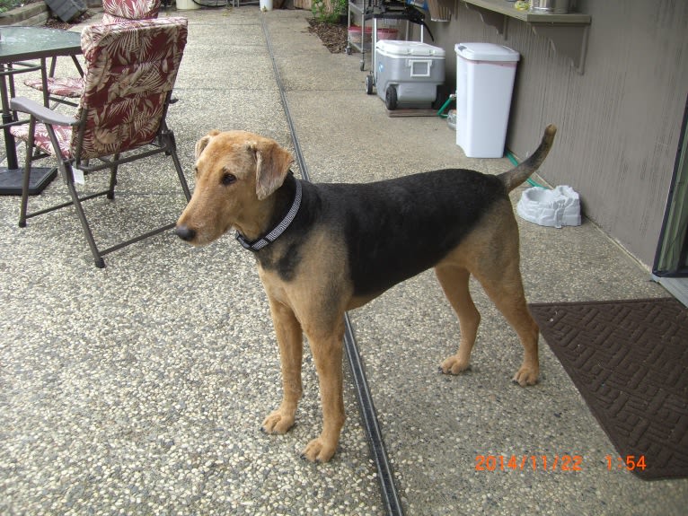 Hana, an Airedale Terrier tested with EmbarkVet.com