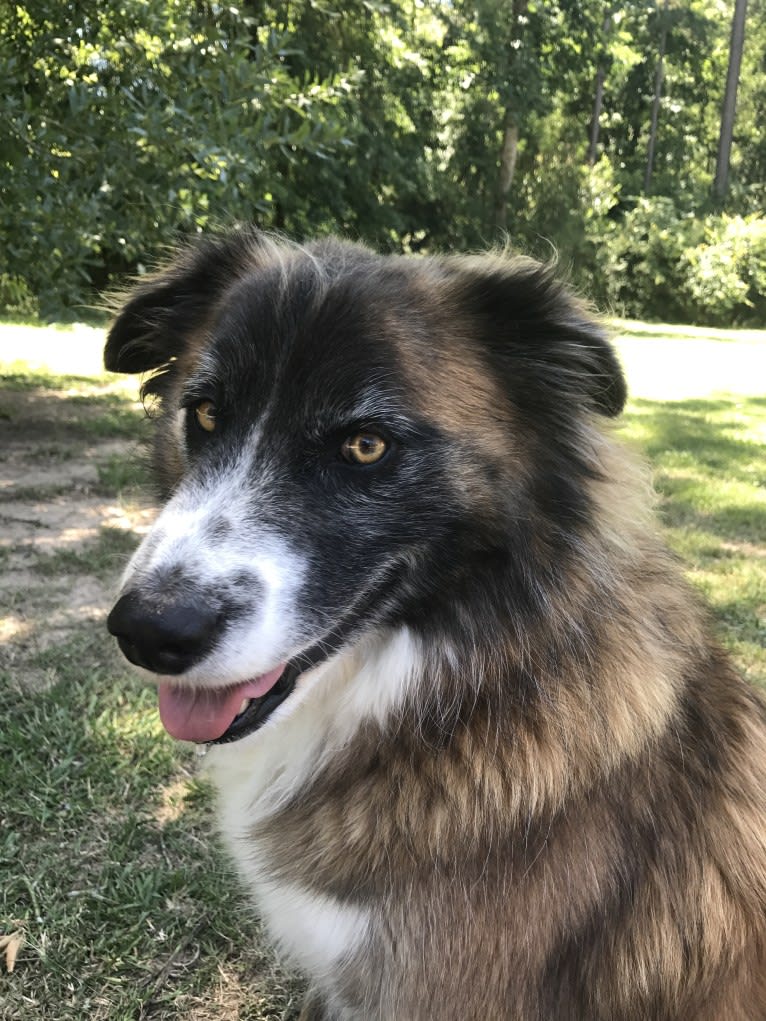 Brees, an American Pit Bull Terrier and German Shepherd Dog mix tested with EmbarkVet.com