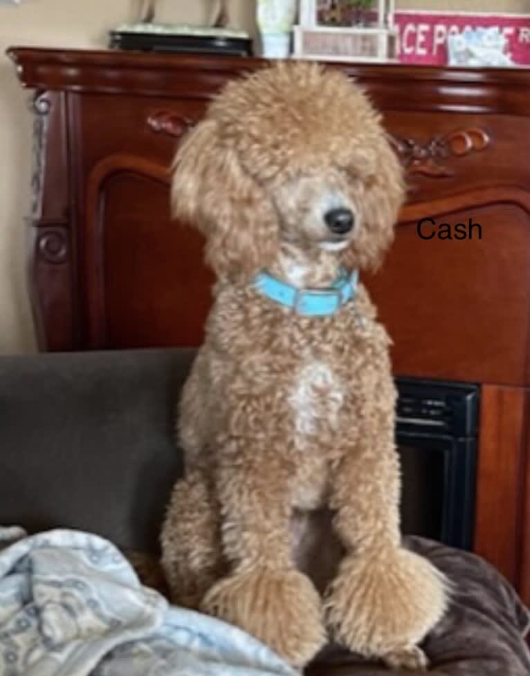 Chaser, a Poodle tested with EmbarkVet.com