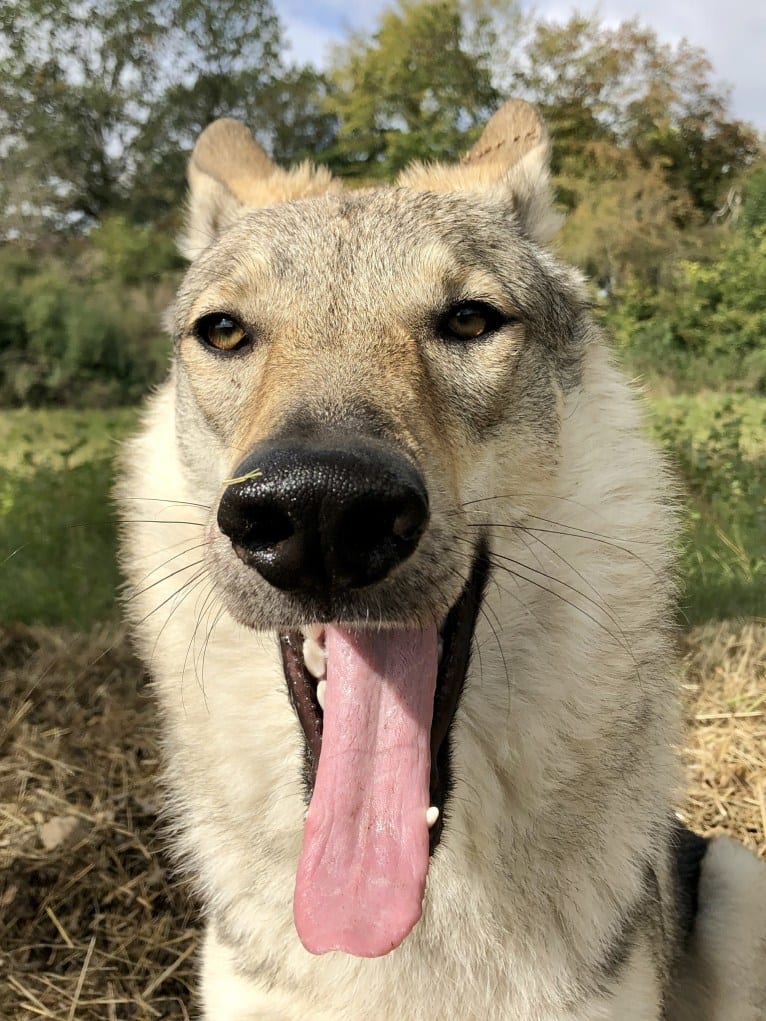 Caya, a Czechoslovakian Vlcak tested with EmbarkVet.com