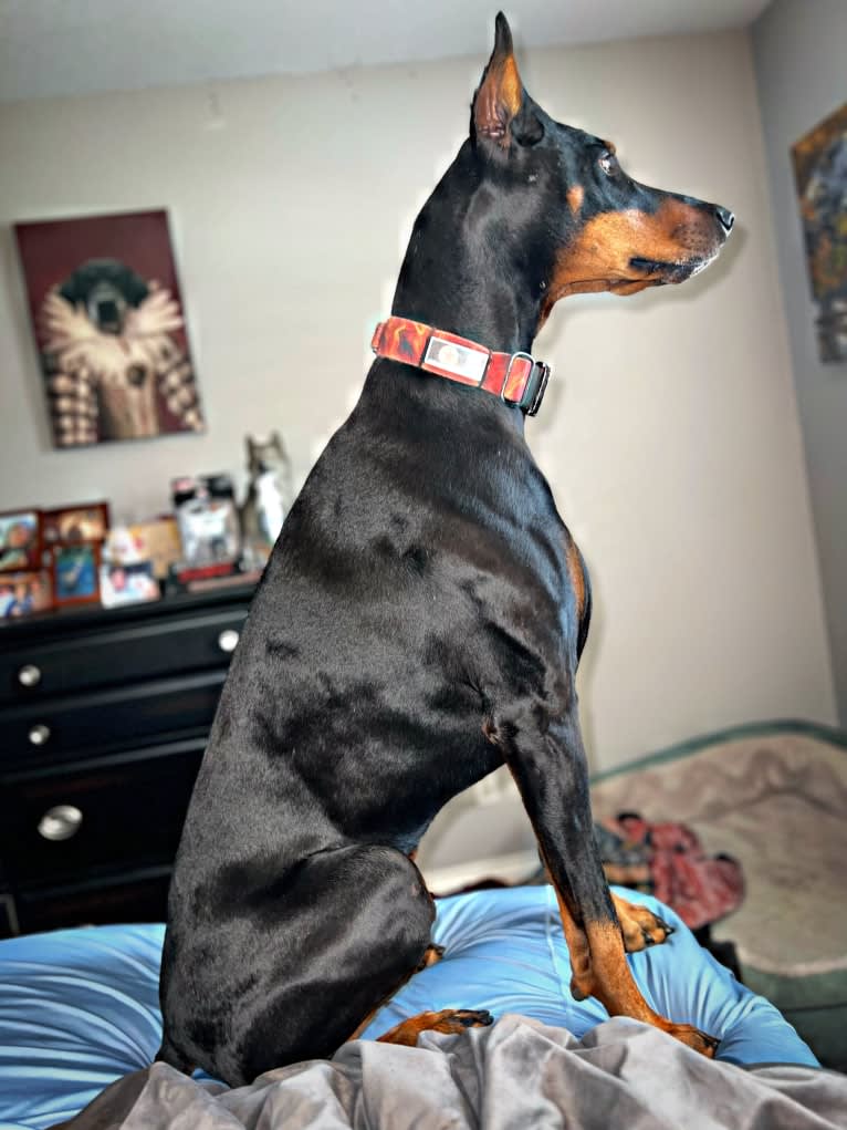 Lexie, a Doberman Pinscher tested with EmbarkVet.com