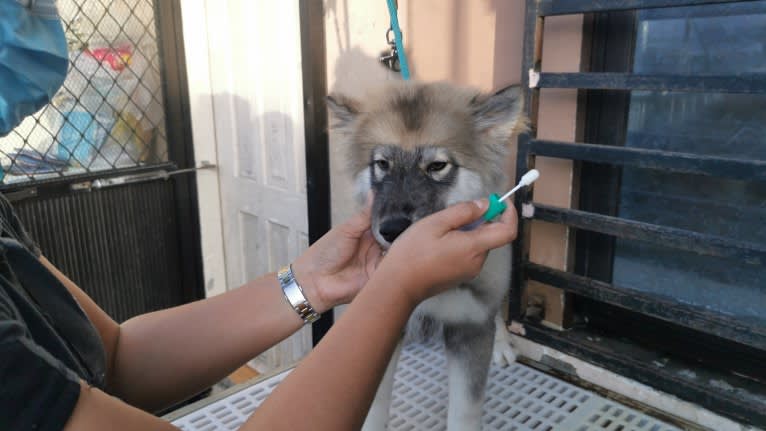 Mira, a Siberian Husky tested with EmbarkVet.com