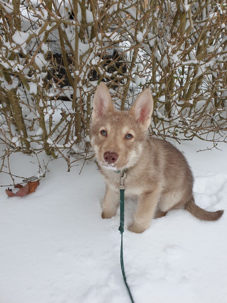 Indy (Roku), a Saarloos Wolfdog and Norwegian Elkhound mix tested with EmbarkVet.com