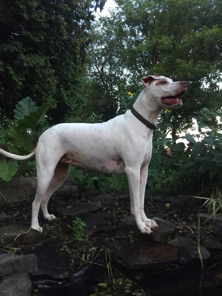 Freckles, an American Pit Bull Terrier and Chow Chow mix tested with EmbarkVet.com