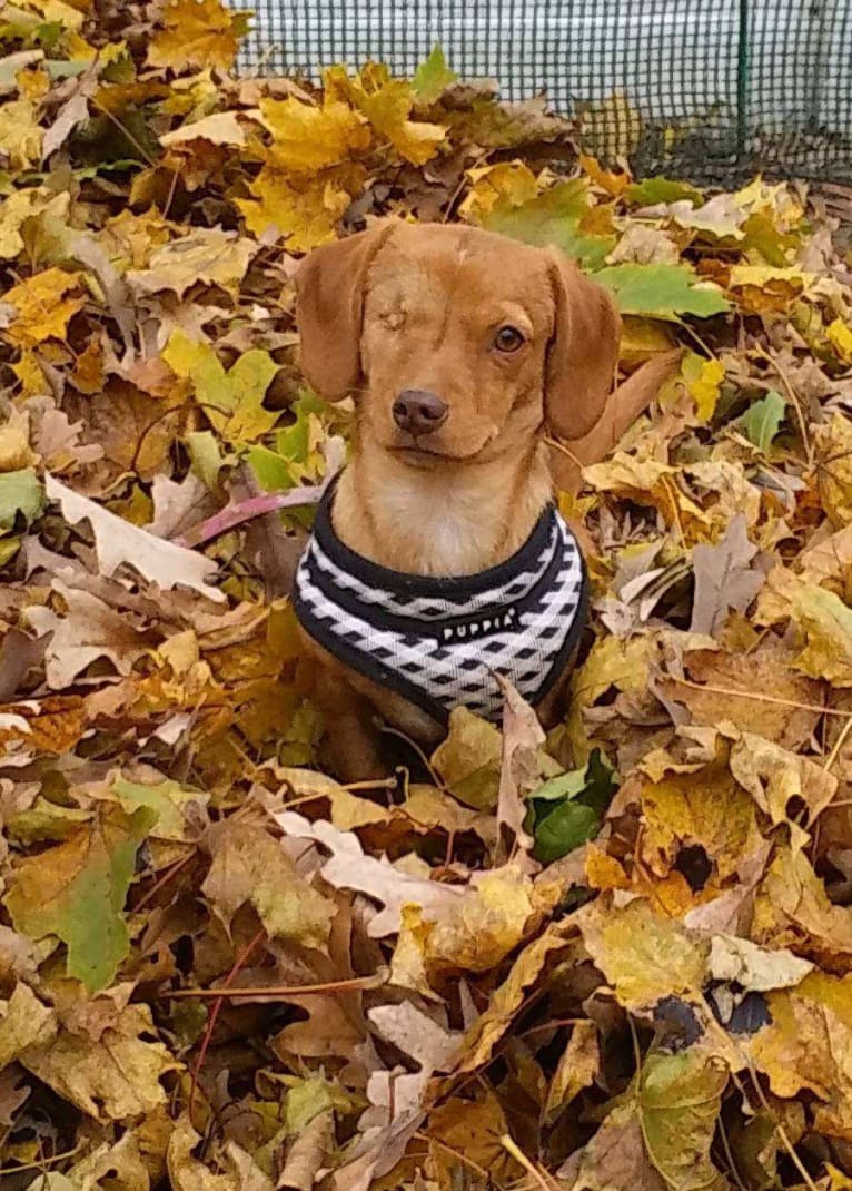 Carmela, a Dachshund and Shih Tzu mix tested with EmbarkVet.com