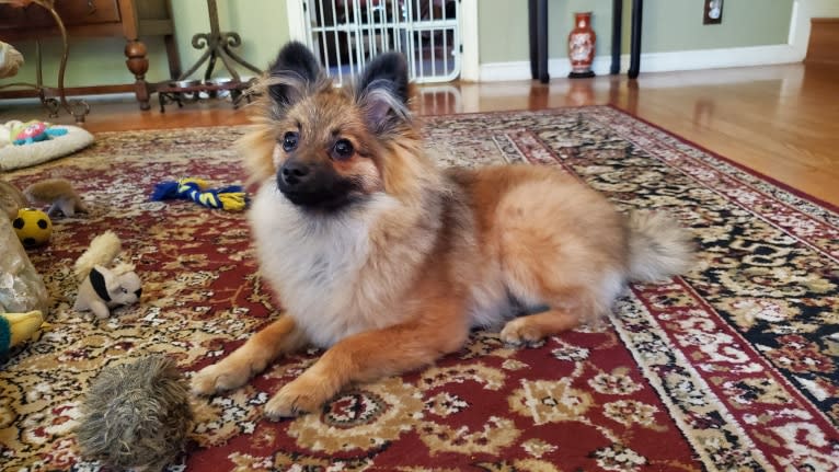 Grizzy, a Pomeranian tested with EmbarkVet.com