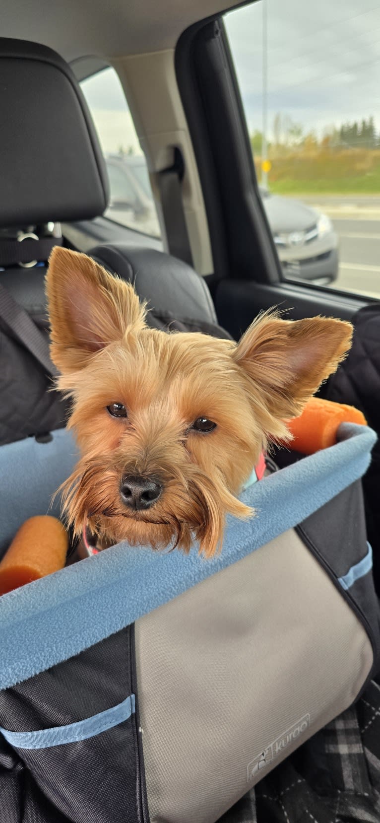 Charlie, a Yorkshire Terrier tested with EmbarkVet.com