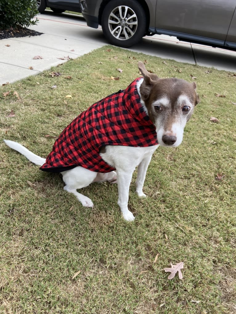 Bandit Walter, a Rat Terrier and Border Collie mix tested with EmbarkVet.com