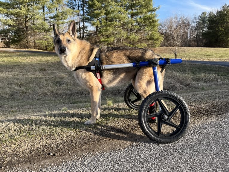 Huttser, a German Shepherd Dog tested with EmbarkVet.com