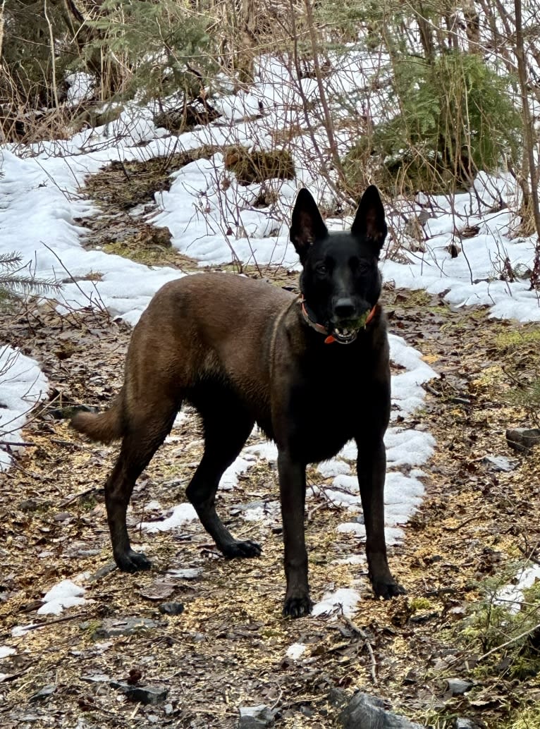 Bran, a Belgian Shepherd tested with EmbarkVet.com