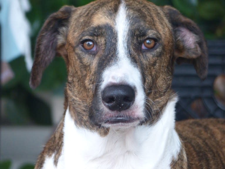 George, an American Village Dog tested with EmbarkVet.com
