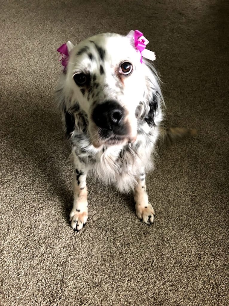 Velma, an English Setter (27.4% unresolved) tested with EmbarkVet.com