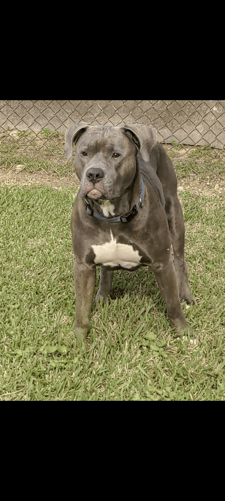 Left Brain, an American Bully and American Bulldog mix tested with EmbarkVet.com