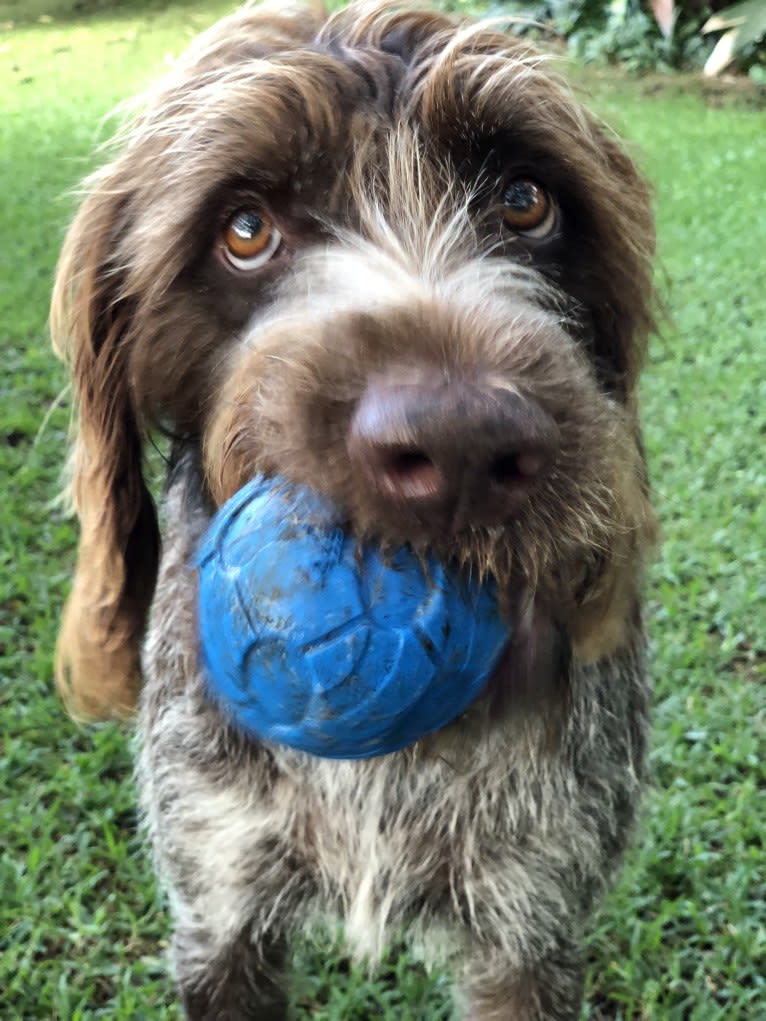 Didi, a German Wirehaired Pointer tested with EmbarkVet.com