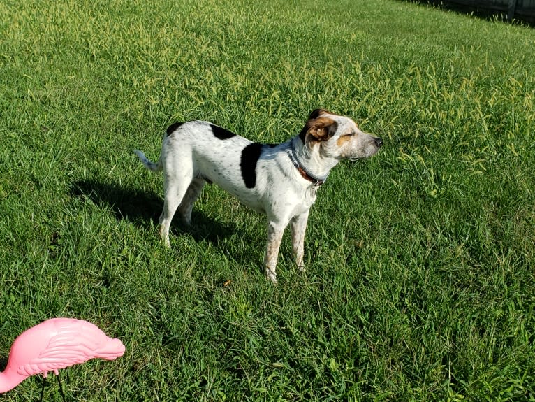 Tchoupitoulas (Chop), a Beagle and German Shepherd Dog mix tested with EmbarkVet.com