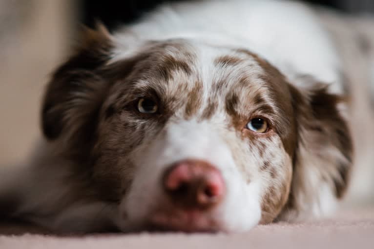 Spurs N Ashes, a Border Collie tested with EmbarkVet.com