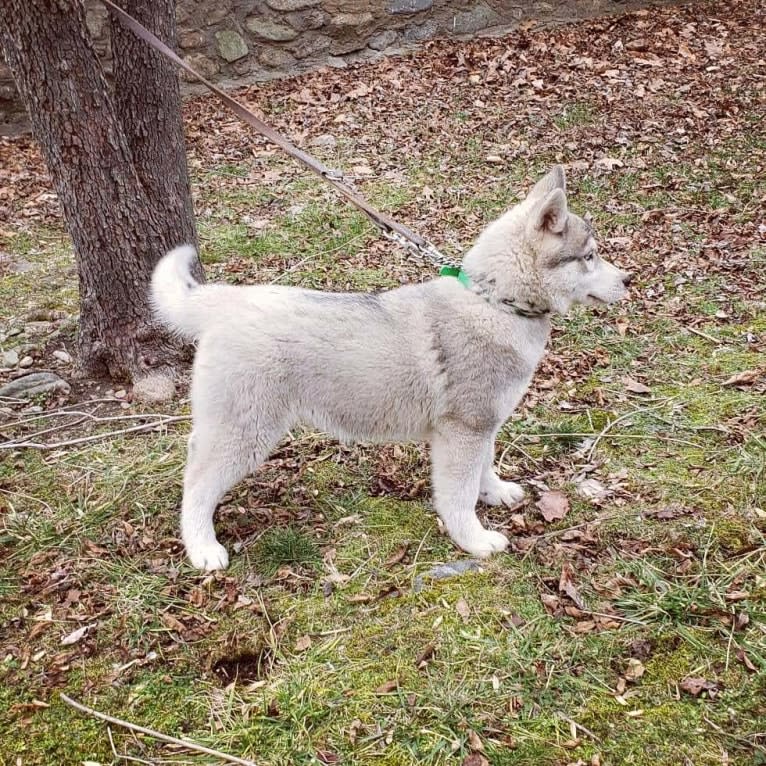 Kennon's Song Of Olympus, a Siberian Husky tested with EmbarkVet.com