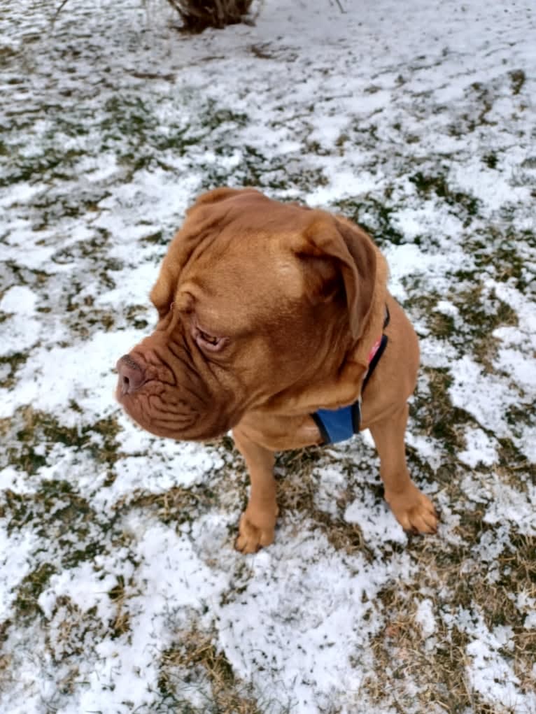 Brutis II, a Dogue de Bordeaux tested with EmbarkVet.com