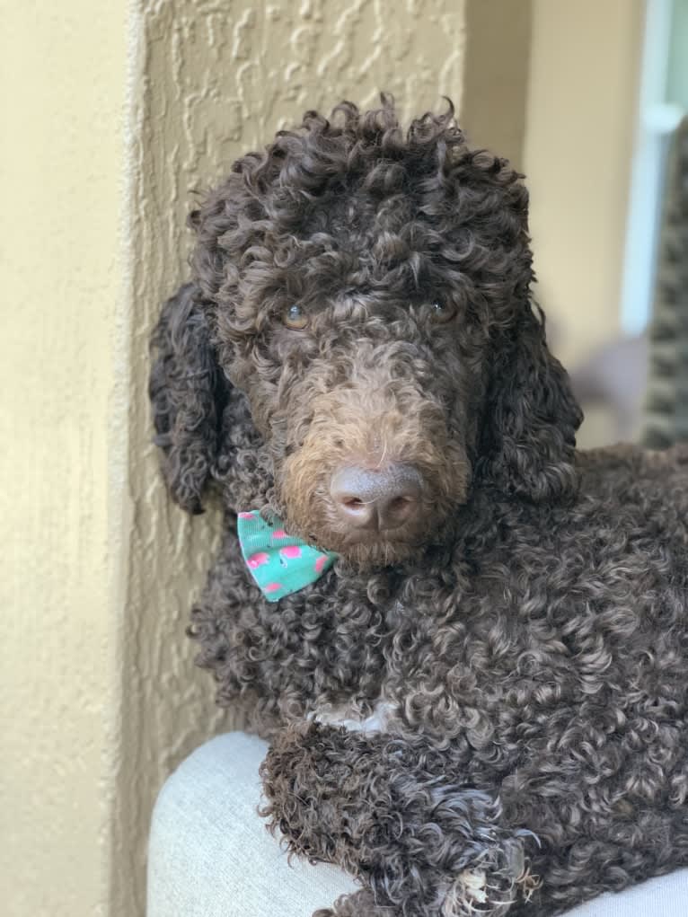 CiCi, a Poodle (Standard) tested with EmbarkVet.com