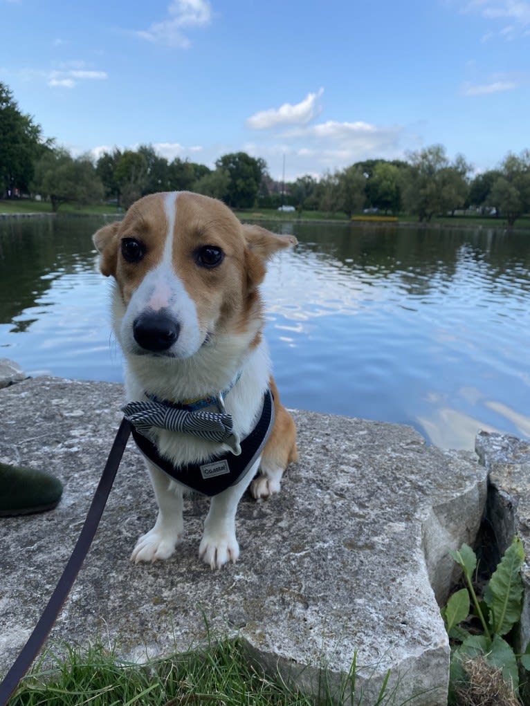 Franklin, a Pembroke Welsh Corgi tested with EmbarkVet.com