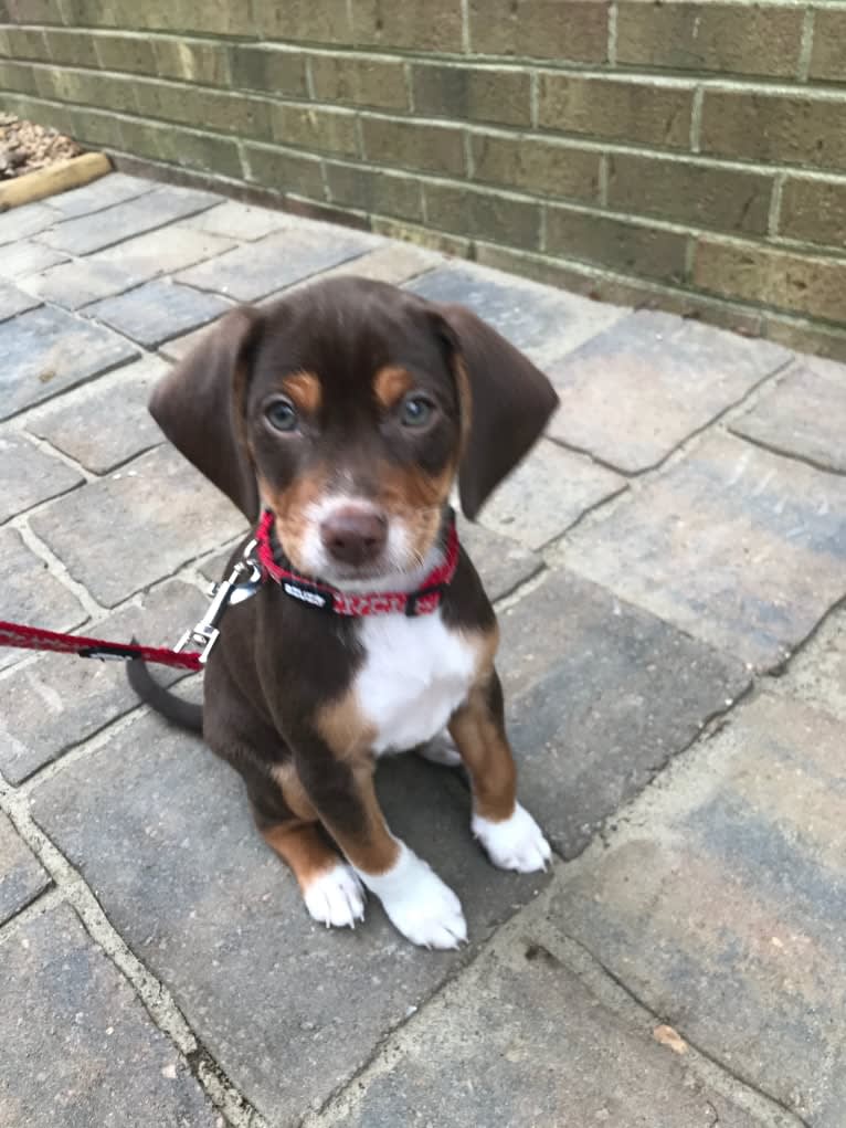 Beowulf, a Miniature Pinscher and Beagle mix tested with EmbarkVet.com